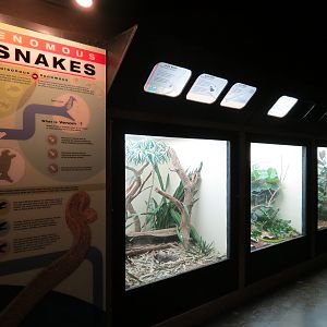 Amphibians & Reptiles - Hallway