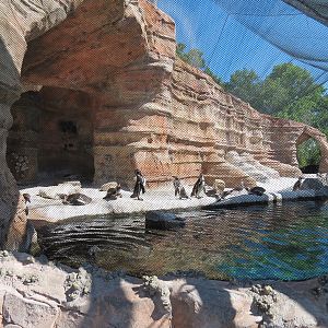Penguin Cove