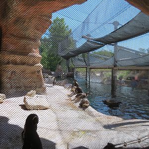 Penguin Cove