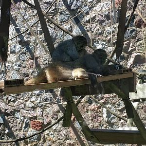 Black-Handed Spider Monkeys | Milwaukee County Zoo
