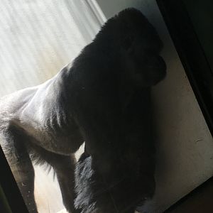 Maji Maji | Milwaukee County Zoo