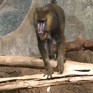 Mandrill | Milwaukee County Zoo