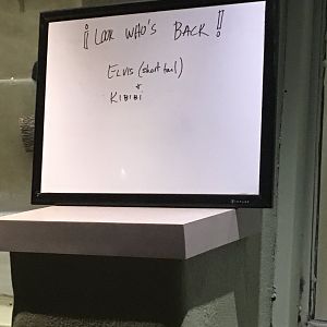 Welcome back, Colubus Monkeys! | Milwaukee County Zoo