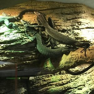 Black Tree Monitors | Milwaukee County Zoo