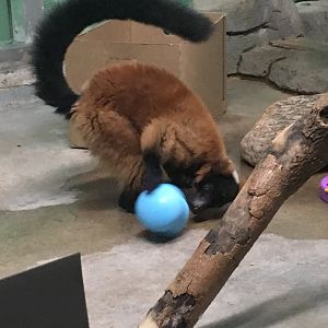 Red Ruffed Lemur | Milwaukee County Zoo
