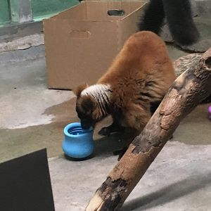 Red Ruffed Lemur | Milwaukee County Zoo