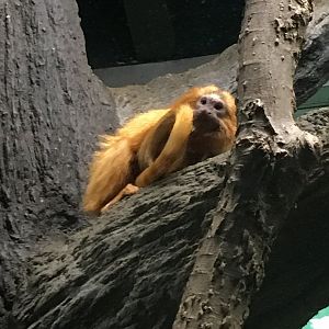 Golden Lion Tamarin | Milwaukee County Zoo