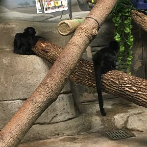 Goeldi's Monkey | Milwaukee County Zoo