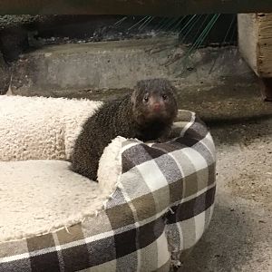 Dwarf Mongoose | Milwaukee County Zoo