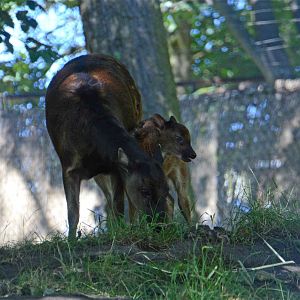 Visayan spotted deer