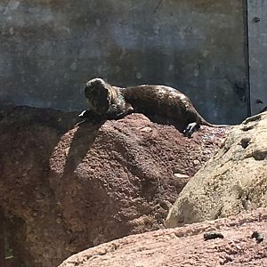 North American River Otter | Milwaukee County Zoo