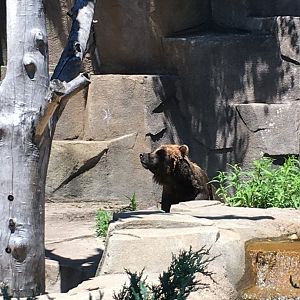 Borris | Milwaukee County Zoo