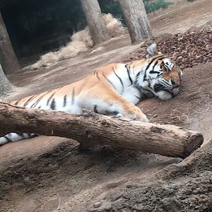 Amur Tiger | Milwaukee County Zoo