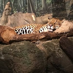 Stella | Milwaukee County Zoo