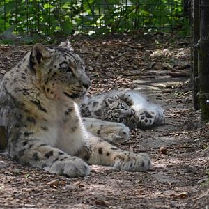 Snow Leopard