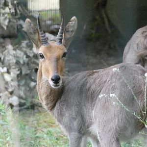 Southern Mountain Reedbuck