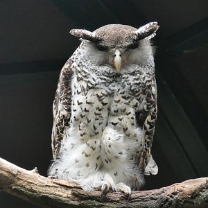 Spot-bellied Eagle-owl