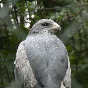Black-chested Buzzard-eagle