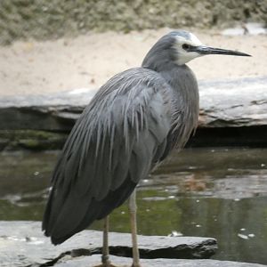 White-faced Heron