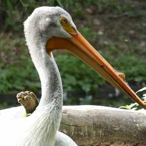 American White Pelican