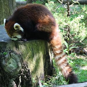 Styan's Red Panda