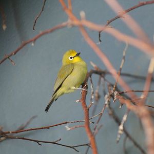 African Yellow White-Eye