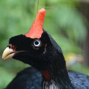 Horned guan (Oreophasis derbianus)