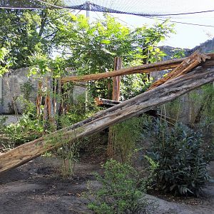 First Clouded Leopard enclosure under construction