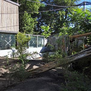 First Clouded Leopard enclosure under construction