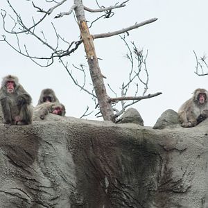 Jun. 2018 - African Grasslands - Japanese Macaques
