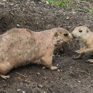 Jun. 2018 - American Grasslands - Prairie Dogs