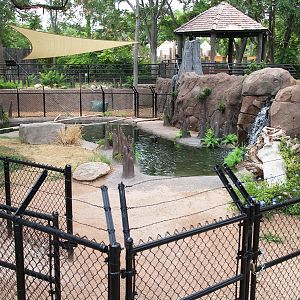 american alligator exhibit