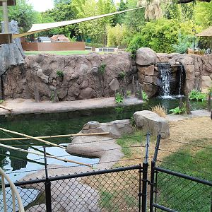 american alligator exhibit