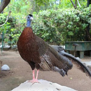 argus pheasant in walk-thru aviary