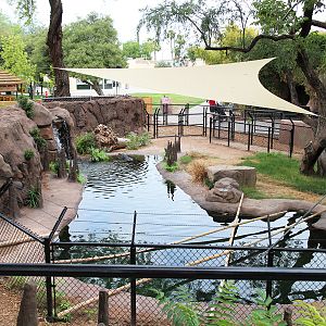 american alligator exhibit