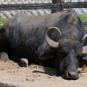 Children's Farms - Asian Farm - Domestic Water Buffalo and Pot-bellied Pig Exhibit