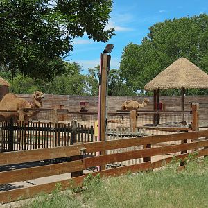 Children's Farms - African Farm - Dromedary Camel Exhibit
