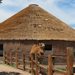 Children's Farms - African Farm - Dromedary Camel Exhibit