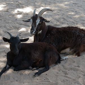 Children's Farms - American Farm