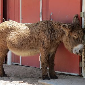 Children's Farms - American Farm - Barn - Poitou Donkey