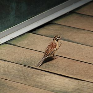 Golden-Breasted Bunting