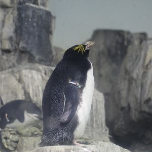 Macaroni Penguin