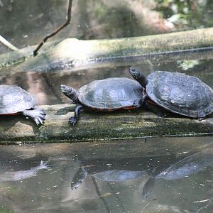 Northern Red-Bellied Cooters