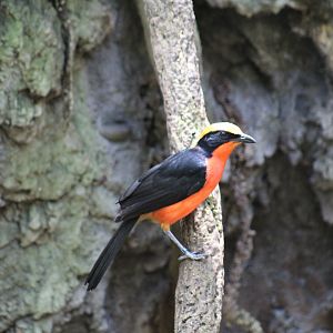 Yellow-Crowned Gonolek