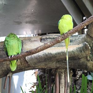 White-Fronted Amazon & Plum-Headed Parakeet