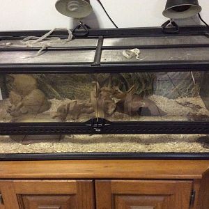My stimpsons python enclosure ( in the bottom left )