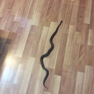 Archie the stimpsons python