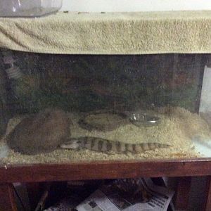 My Blue Tongued Lizard enclosure