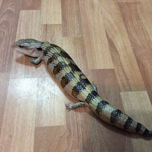 Meet Timmy aka Bluey