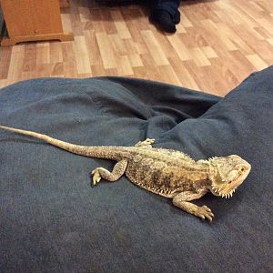 Bella the bearded dragon the first reptile I ever